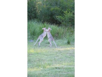 2008 Gulf Road, Emmaville