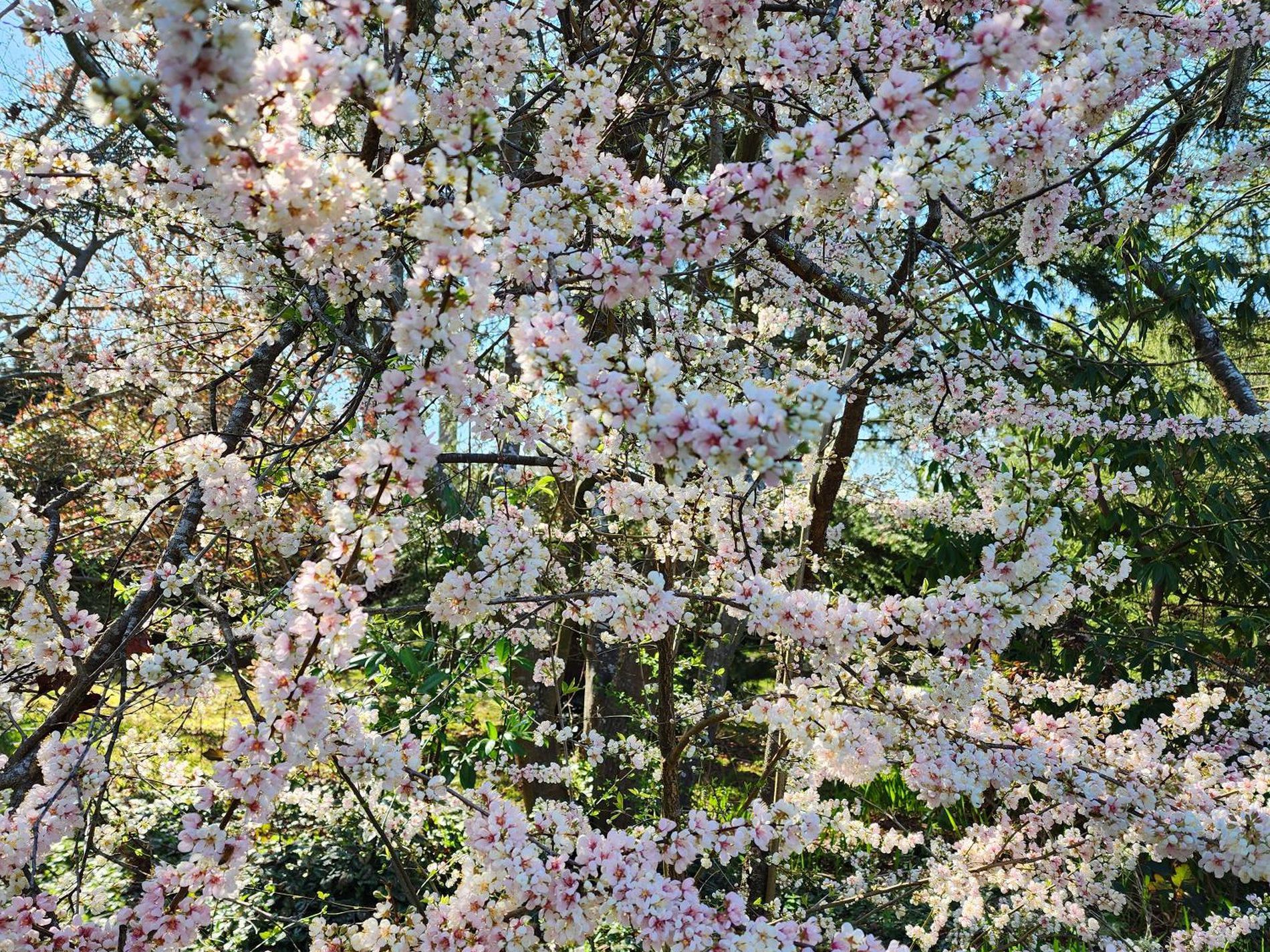 21 Sullivan Rd, Burradoo