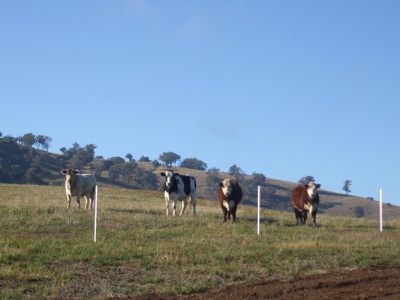 Ropers Lane, Gundowring