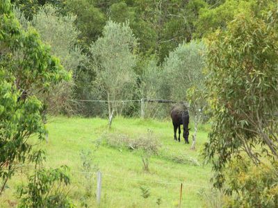 2255 Moss Vale Road, Kangaroo Valley