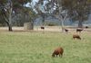 Molong