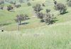 * Canowindra, Orange