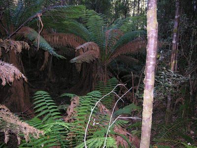 Lot 2, Cradoc Hill Road, Cygnet