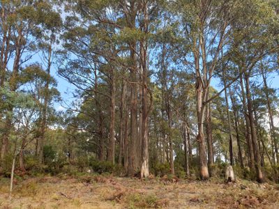 Lot 1 (East) Coal Mine Road, Kaoota