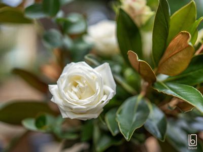 17 Bayberry Avenue, Woongarrah