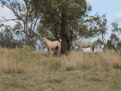 1137 Idaville Road, Merriwa