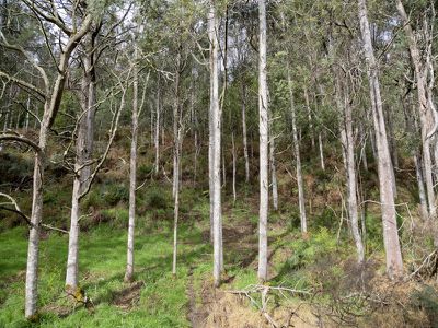 354 Slab Road, Cygnet