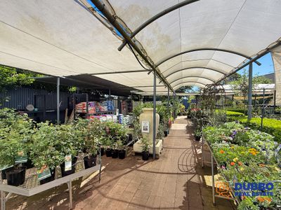 Magnolia Nursery