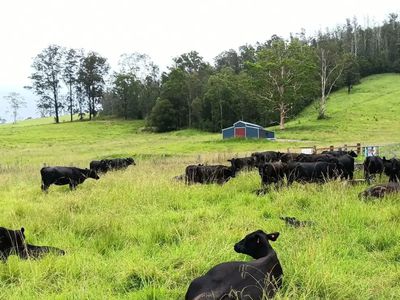 Lot 1 / 2667 Pappinbarra Rd, Pappinbarra