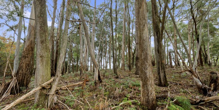 Lot 1 & 2 McCombes Road, Creek Junction