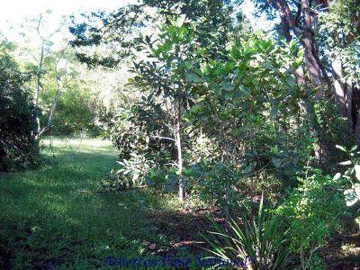 Yungaburra