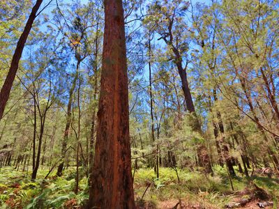 66 Hardakers Road, Pambula