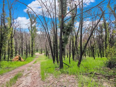 238 Reedy Creek Road, Eurobodalla