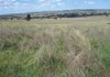 Lot 101, 2187 Euchareena Road, Molong