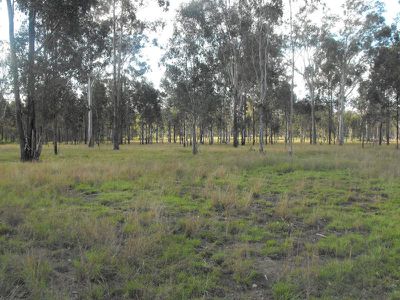 Wattle Camp
