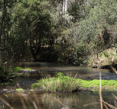 Lot 1, PATERSONIA RD, Nunamara