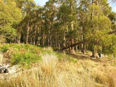 1 Halls Track Road, Pelverata