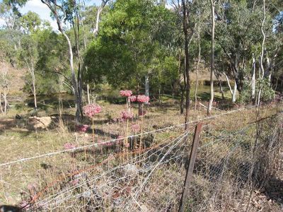 Mount Garnet