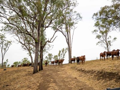 43 Berlin Road, Mount Berryman