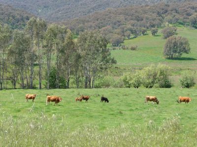 Tallangatta Creek Road, Tallangatta Valley