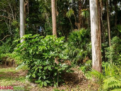 17 Palm Grove Crescent, Tewantin