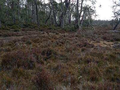 PID 5004617 'Christmas Marsh' Arthurs Lake Road, Arthurs Lake