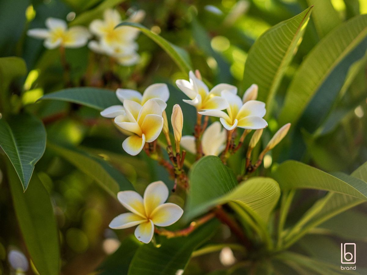 12 Hakone Road, Woongarrah