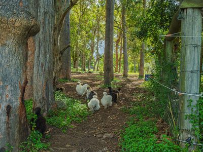 40 McGinn Road, Gheerulla