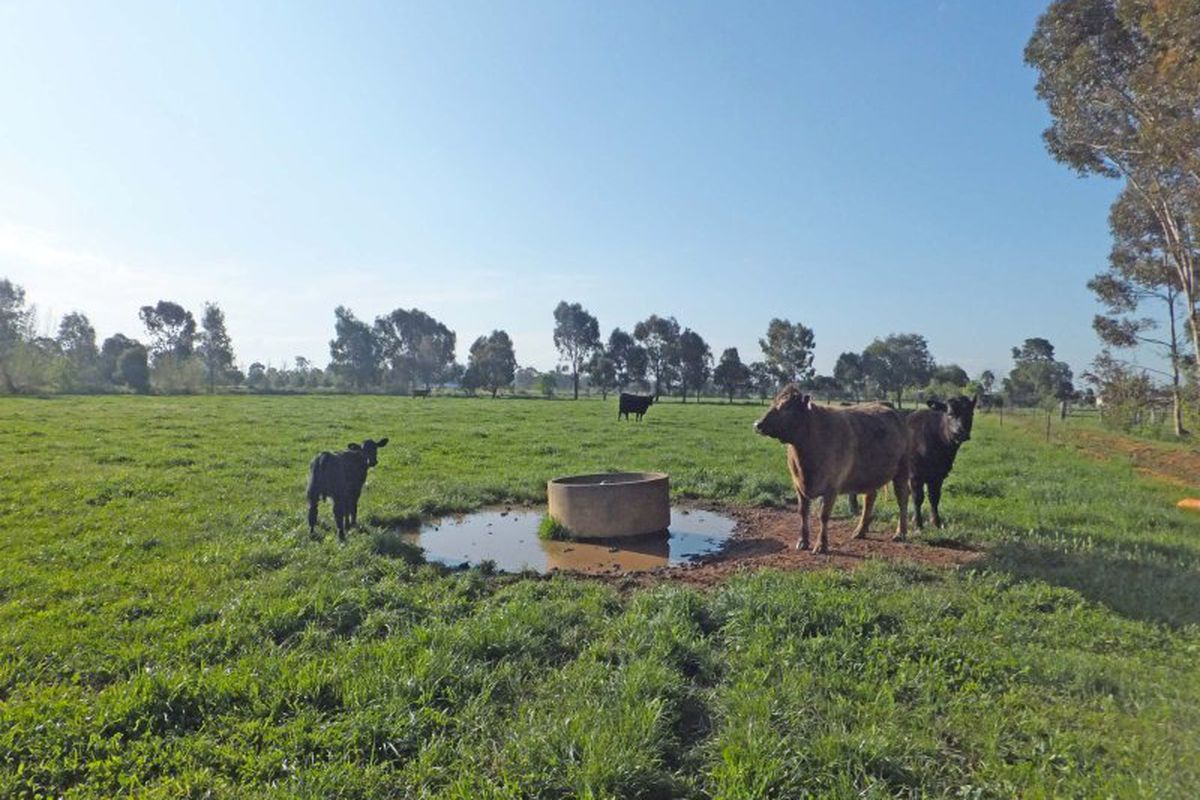 36 Thompsons Lane, Kyabram