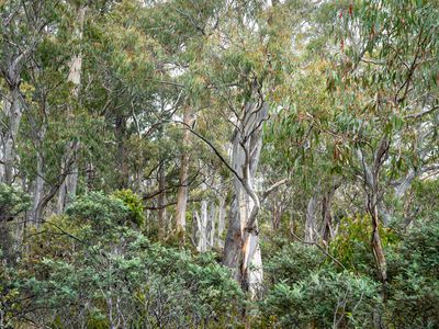 'Hardings Bay Retreat', Lake Leake Road, Lake Leake