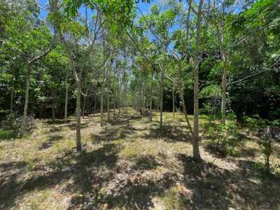 506 Cameron Creek Road, Cooktown