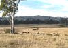 Lot 3, 2903 Burrendong Way, Kerrs Creek