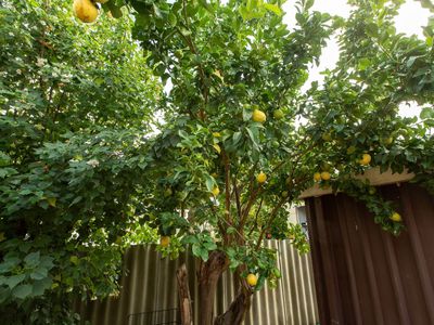 24 Hutchinson Road, Burekup