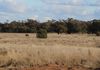 Back Trundle Road, Parkes