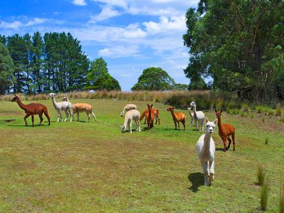 1783 Tourist Road, Robertson