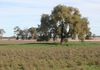 3166 Back Trundle Road, Parkes