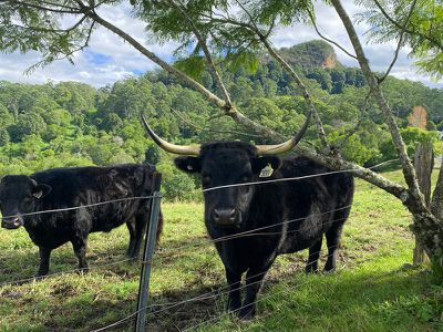 573 Blue Knob Road, Nimbin