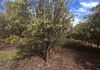 Lot 18493 Tutanning Road, East Pingelly