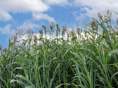 Lot Plain View Aggregation, 916 Emmaville Road, Glen Innes