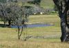 6026 Burrendong Way, Stuart Town
