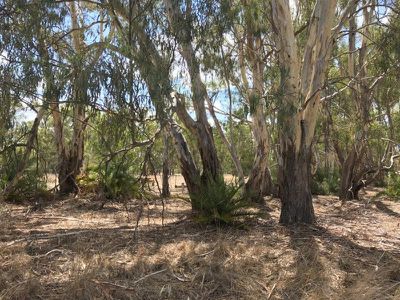 Lot 154, Murrabit Road, Koondrook