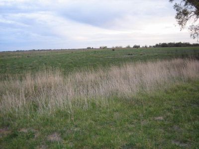 Macorna