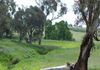 * Boomey Stud Shades Creek Block - Euchareena Road, Molong