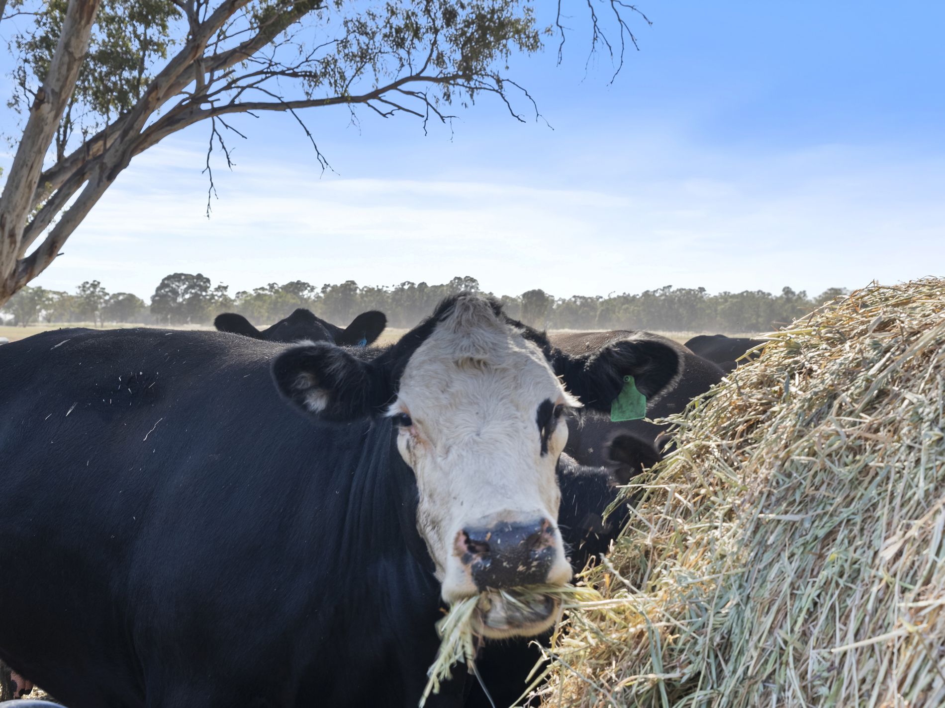 Lot 63, McCullochs Road, Tocumwal