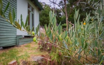 52 Belmont Avenue, Upwey