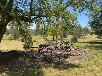 50 Porcupine Lane 'Seymour', Tintinhull