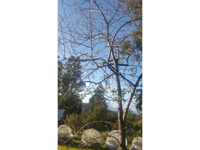 Palmers Road, Oyster Cove