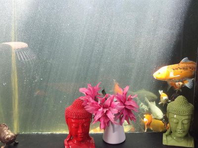 3 Somerville Street, Arncliffe