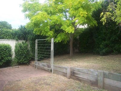 Blackbutt