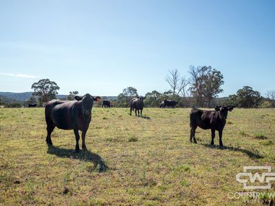 391 Carrot Farm Road, Deepwater